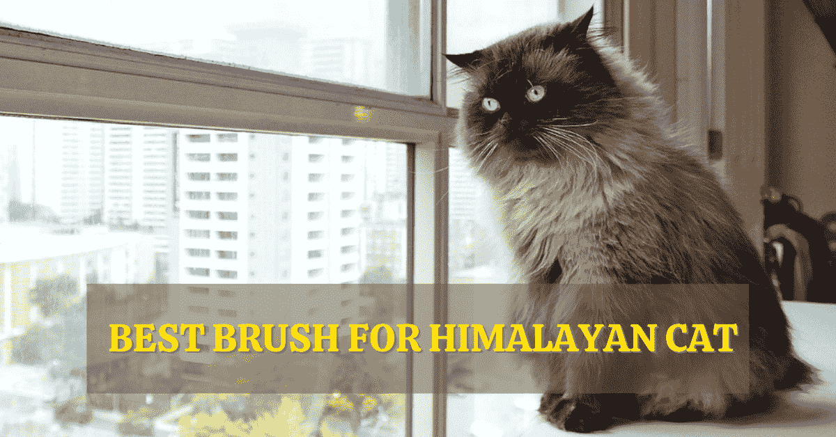 best brush for himalayan cat