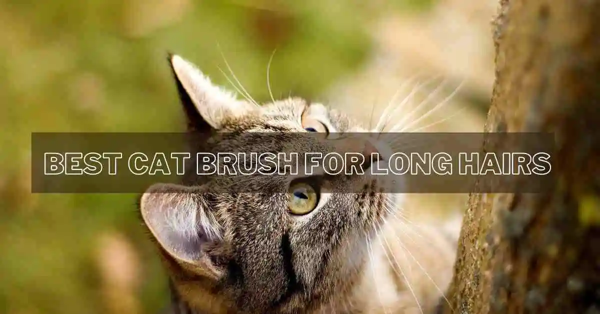 Best Cat Brush for Long Hairs