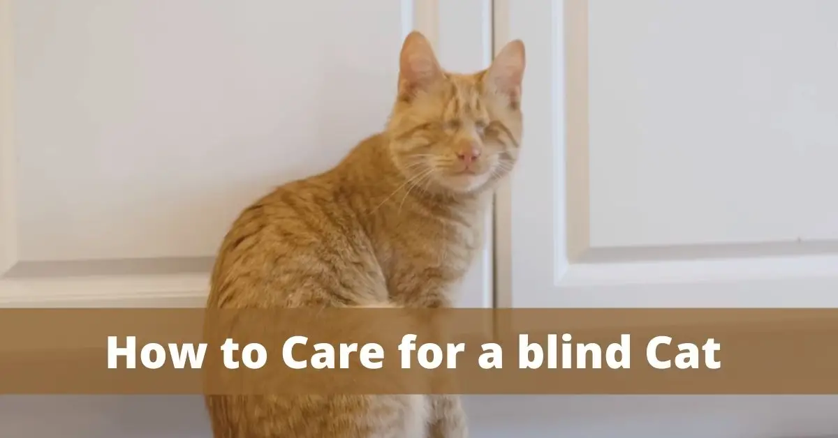 How to Care for a blind Cat