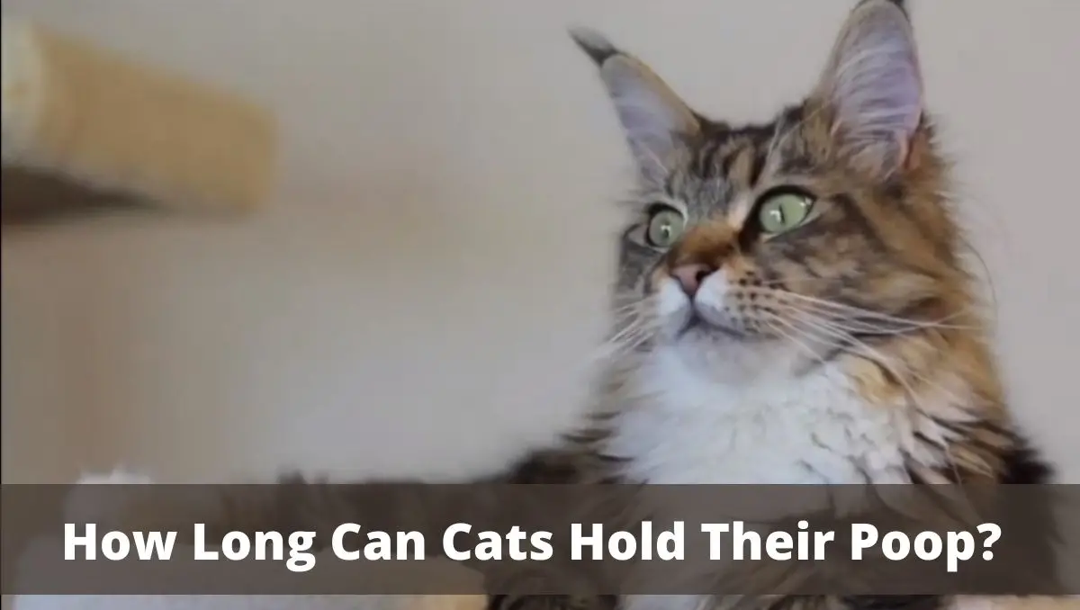 How Long Can Cats Hold Their Poop?
