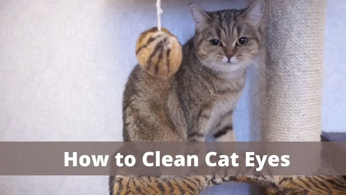 How to clean cat eyes