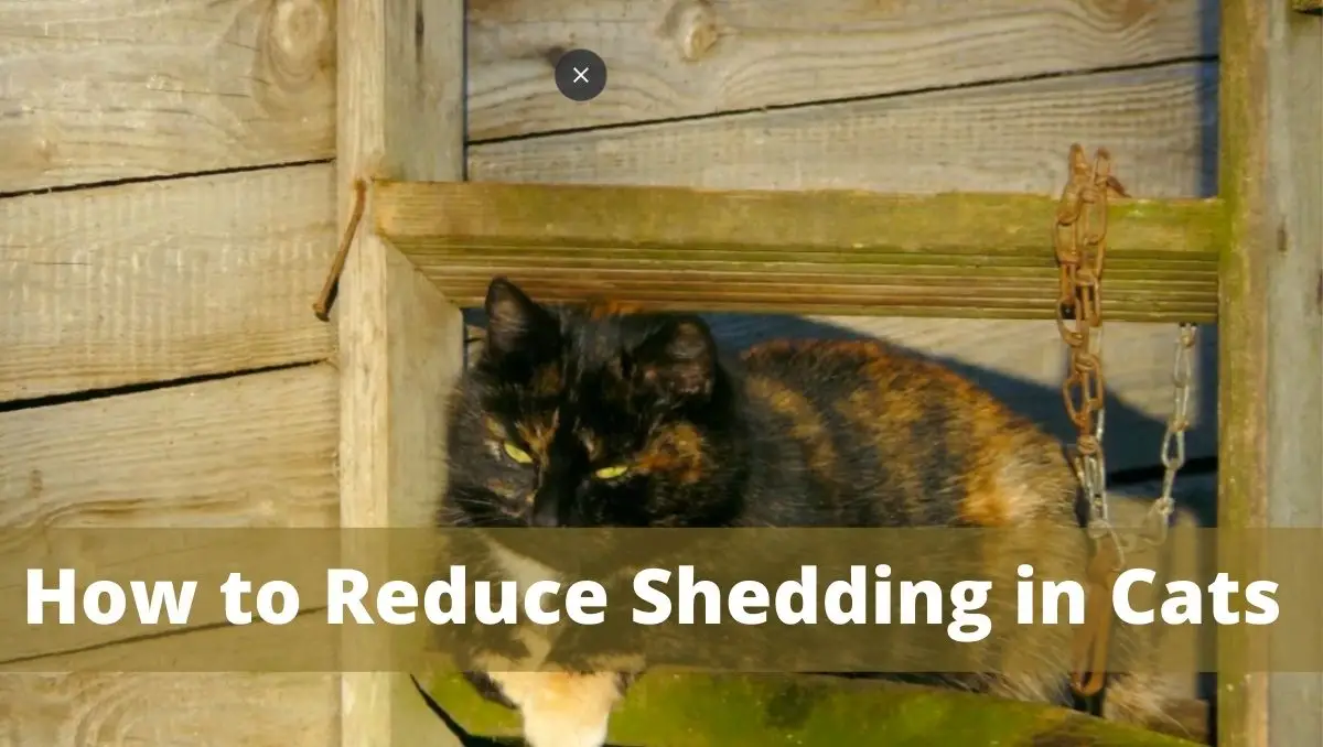 How to Reduce Shedding in Cats