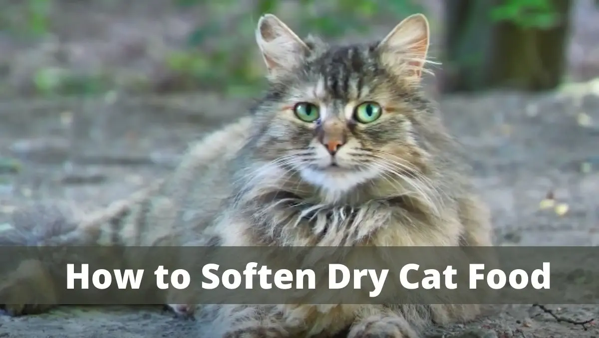 How to Soften Dry Cat Food