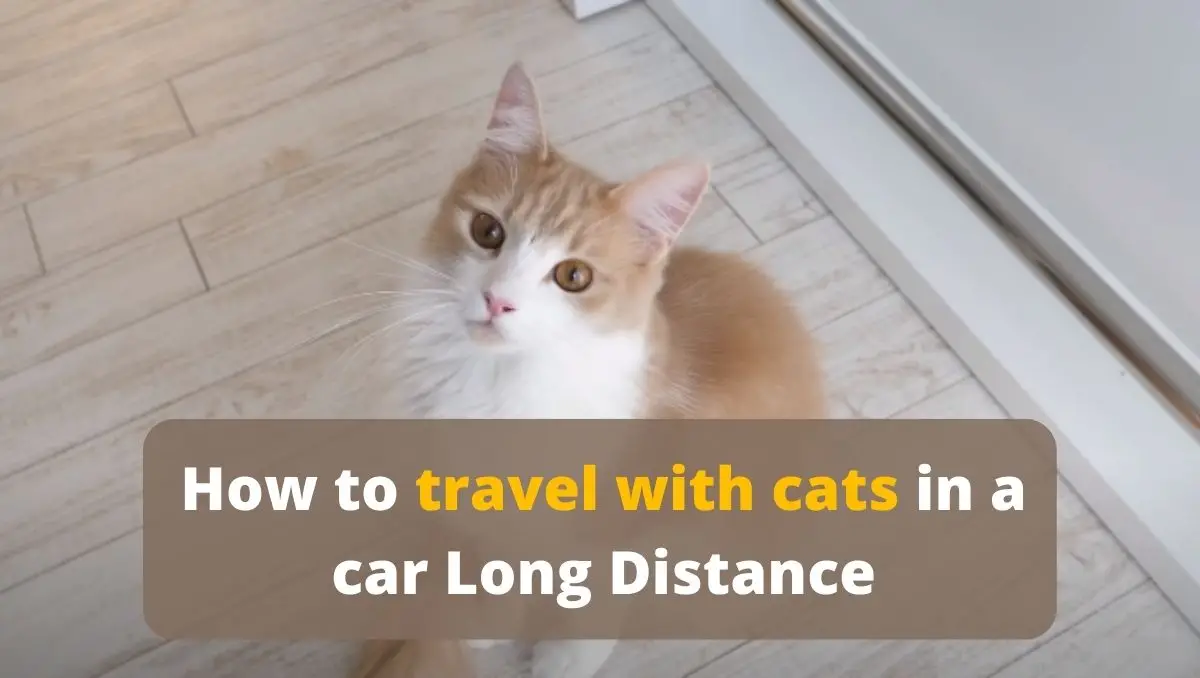 How to travel with cats in a car Long Distance