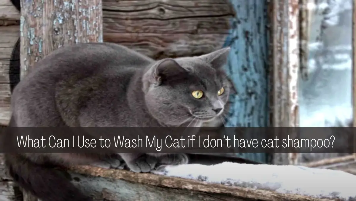 What Can I Use to Wash My Cat if I don’t have cat shampoo?