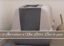 How to Introduce a New Litter Box to your cat