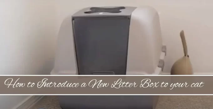 How to Introduce a New Litter Box to your cat