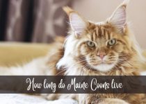 How long do Maine Coons live