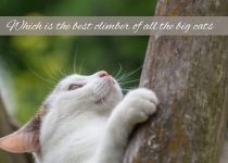 Which is the best climber of all the big cats