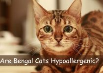 Are Bengal Cats Hypoallergenic?