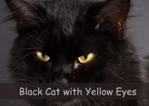 Black Cat with Yellow Eyes