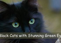 Black Cats with Stunning Green Eyes