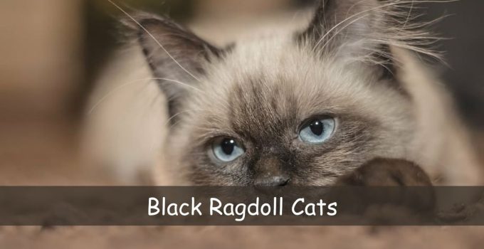 Black Ragdoll Cats
