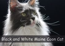 Black and White Maine Coon Cat