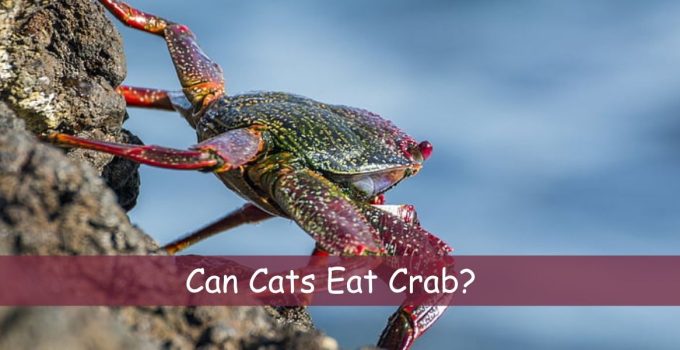 Can Cats Eat Crab?