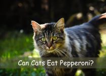 Can Cats Eat Pepperoni?