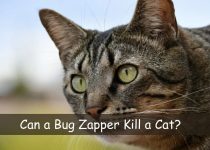 Can a Bug Zapper Kill a Cat? Of 2023