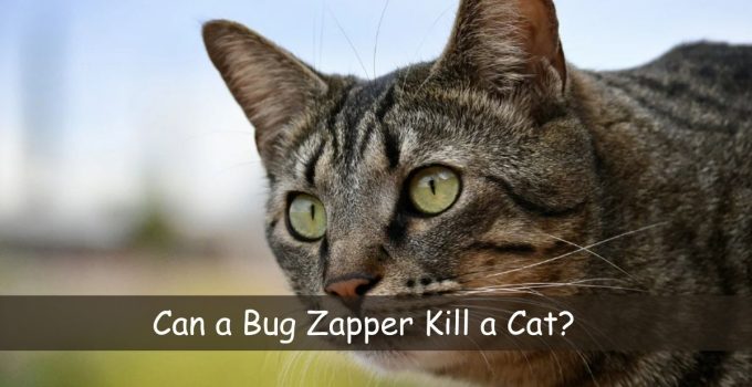 Can a Bug Zapper Kill a Cat? Of 2023