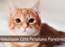 Himalayan Cats Petaluma Purebred