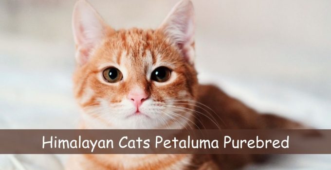 Himalayan Cats Petaluma Purebred