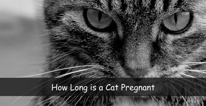 How Long is a Cat Pregnant