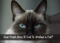 How Much Does It Cost To Declaw a Cat?