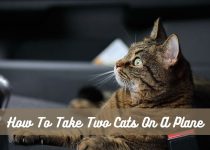How To Take Two Cats On A Plane
