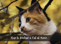 How to Declaw a Cat at Home