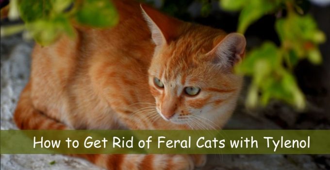 How to Get Rid of Feral Cats with Tylenol