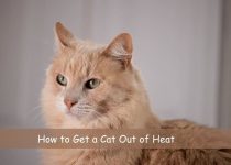 How to Get a Cat Out of Heat