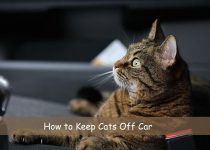 How to Keep Cats Off Car