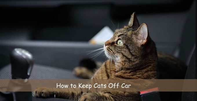 How to Keep Cats Off Car