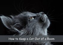 How to Keep a Cat Out of a Room