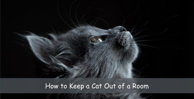 How to Keep a Cat Out of a Room