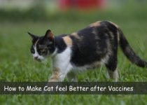 How to Make Cat feel Better after Vaccines