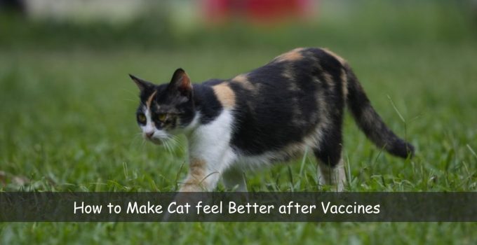 How to Make Cat feel Better after Vaccines