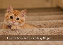 How to Stop Cat Scratching Carpet Of 2023