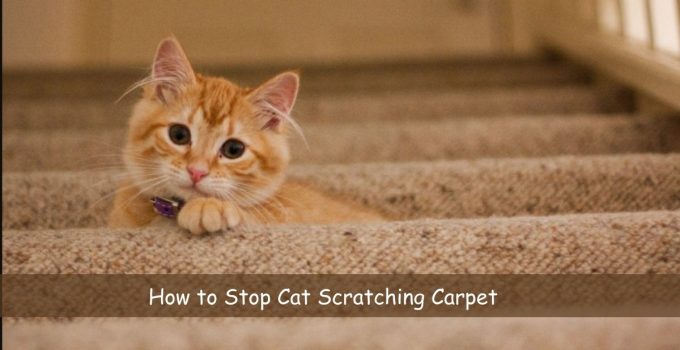 How to Stop Cat Scratching Carpet Of 2023