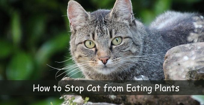 How to Stop Cat from Eating Plants
