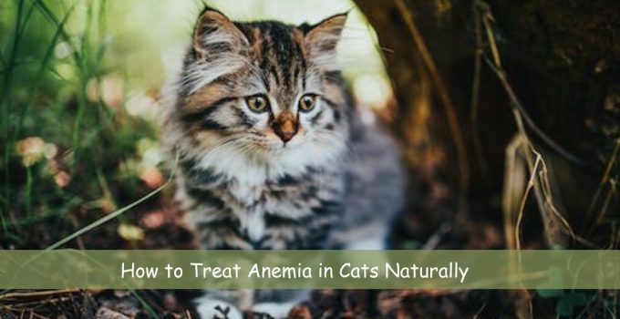 How to Treat Anemia in Cats Naturally