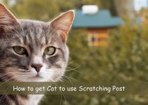 How to get Cat to use Scratching Post