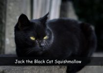 Jack the Black Cat Squishmallow