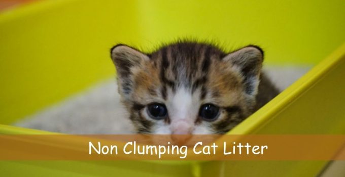 Non Clumping Cat Litter