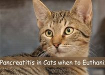 Pancreatitis in Cats when to Euthanize