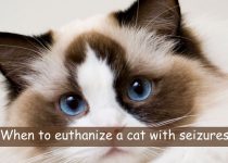 When to euthanize a cat with seizures?