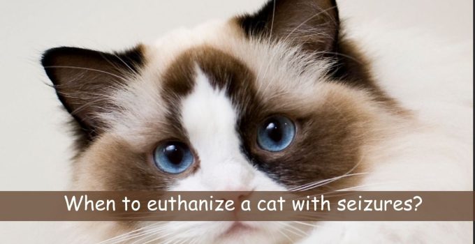 When to euthanize a cat with seizures?