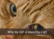 Why my Cat is sneezing a lot