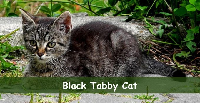 black tabby cat