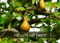 can cats eat pears
