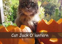 cat jack o'lantern